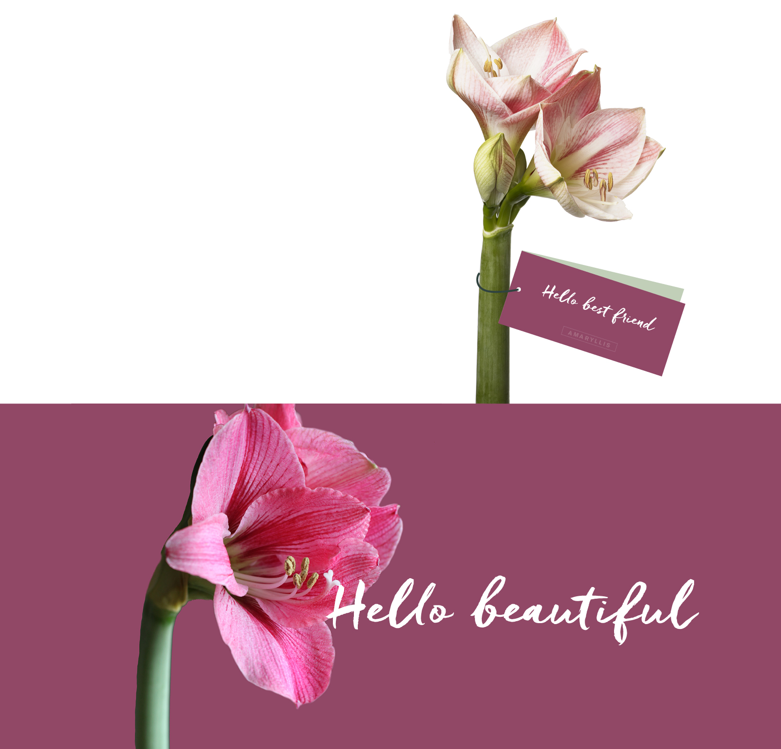 Marketing en communicatie Flora Holland bloemen